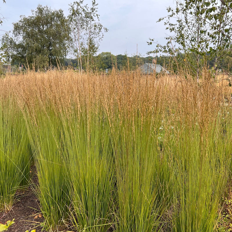 Calamagrostis x acutiflora 'Karl Foerster' 9cm/2L -