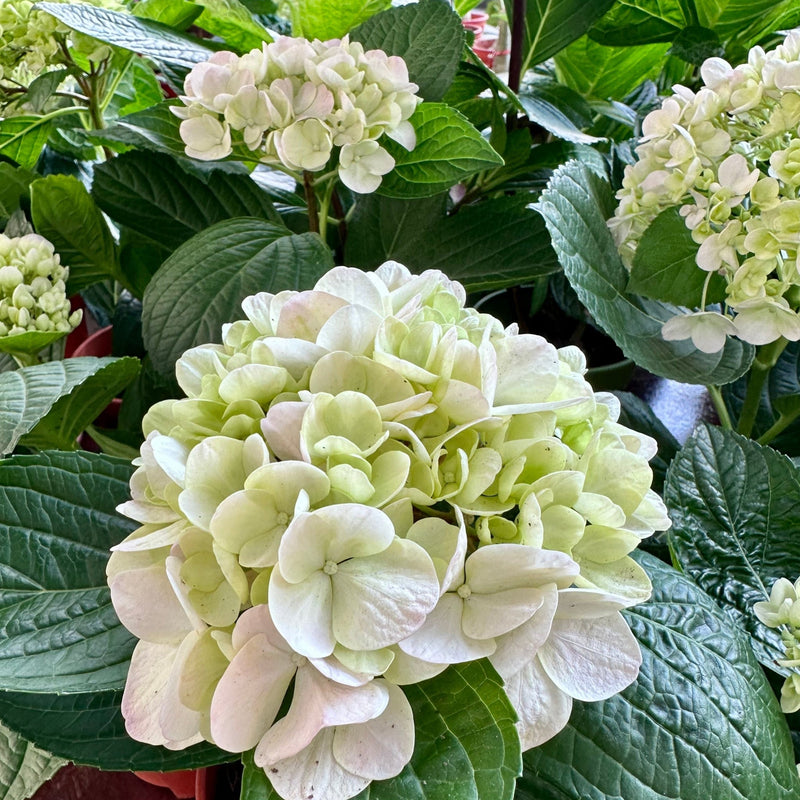 Hydrangea macrophylla 'Madame Emile Mouillere' 9cm -