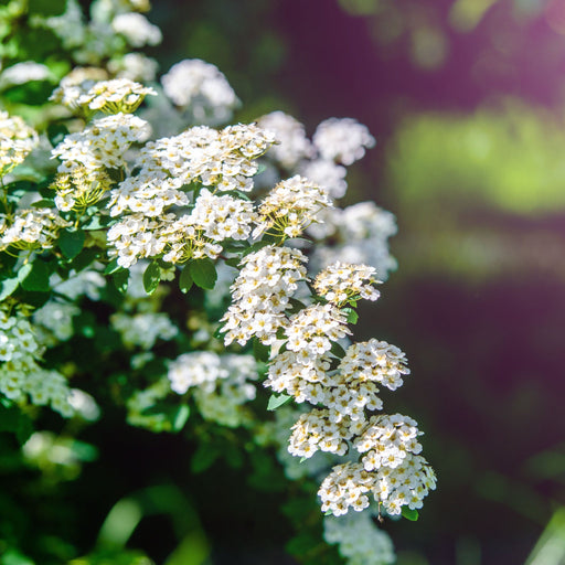Spiraea japonica 'Albiflora' 2L -