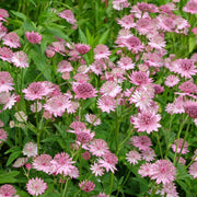 Astrantia Roma 9cm/2L -