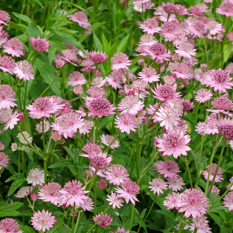 Astrantia Roma 9cm/2L -