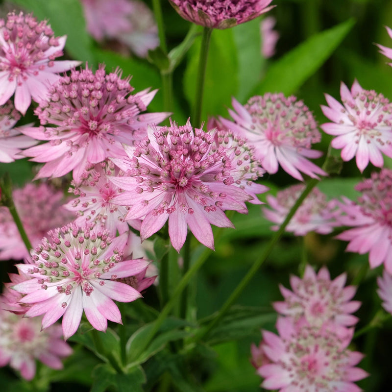 Astrantia Roma 9cm/2L -