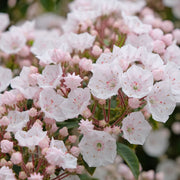 Kalmia latifolia 'Elf' 3L -