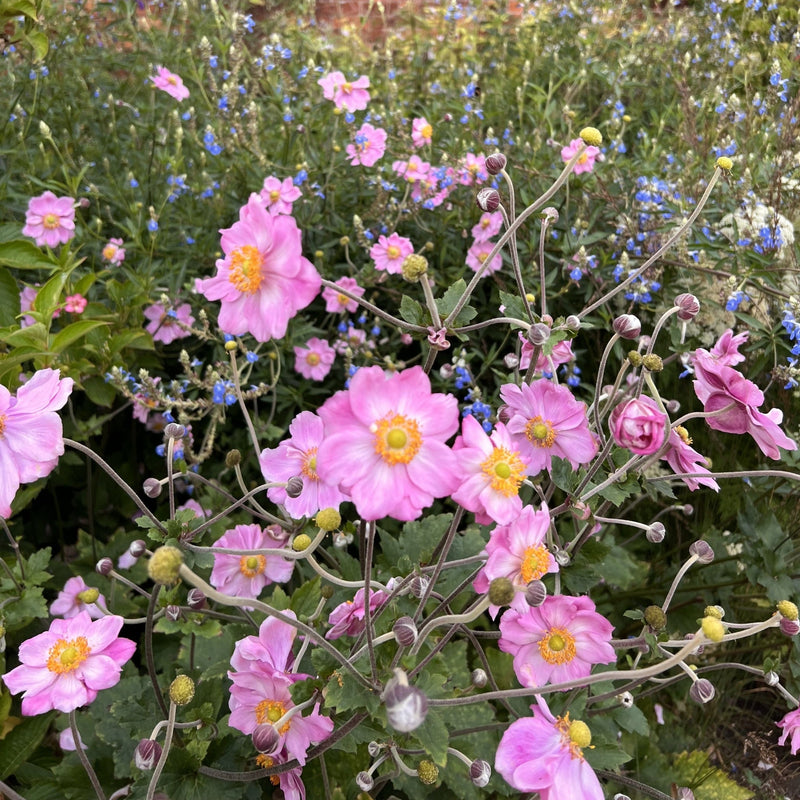 Anemone hybrida Queen Charlotte 9cm Pot -