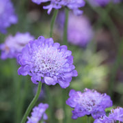 Scabious Butterfly Blue 9cm/2L -