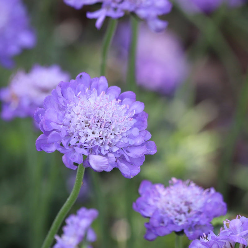 Scabious Butterfly Blue 9cm/2L -
