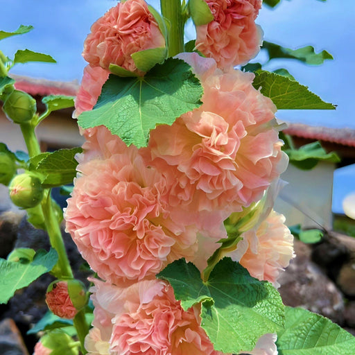 Hollyhock (Alcea) 'Chater's Apricot ' 9cm/1.5L/2L -