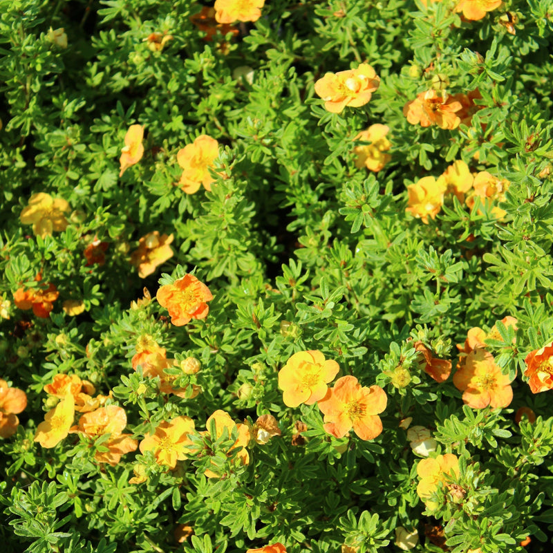 Potentilla fruticosa 'Red Ace' 2L -