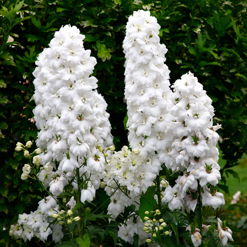 Delphinium 'Magic Fountain White' 9cm/1.5L/3L -