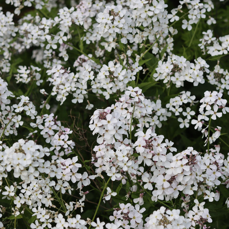 Hesperis matronalis var.albiflora 9cm/2L -
