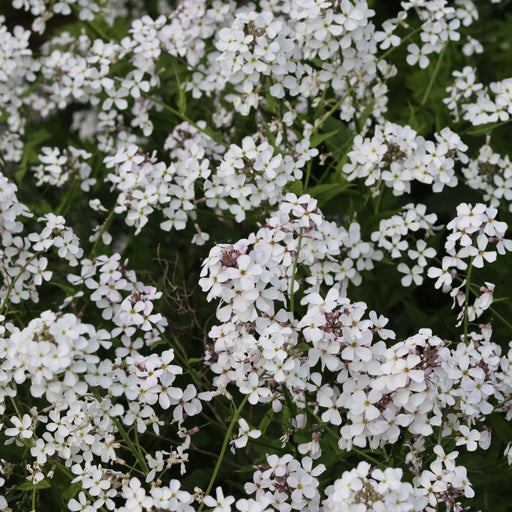Hesperis matronalis var.albiflora 9cm/2L -