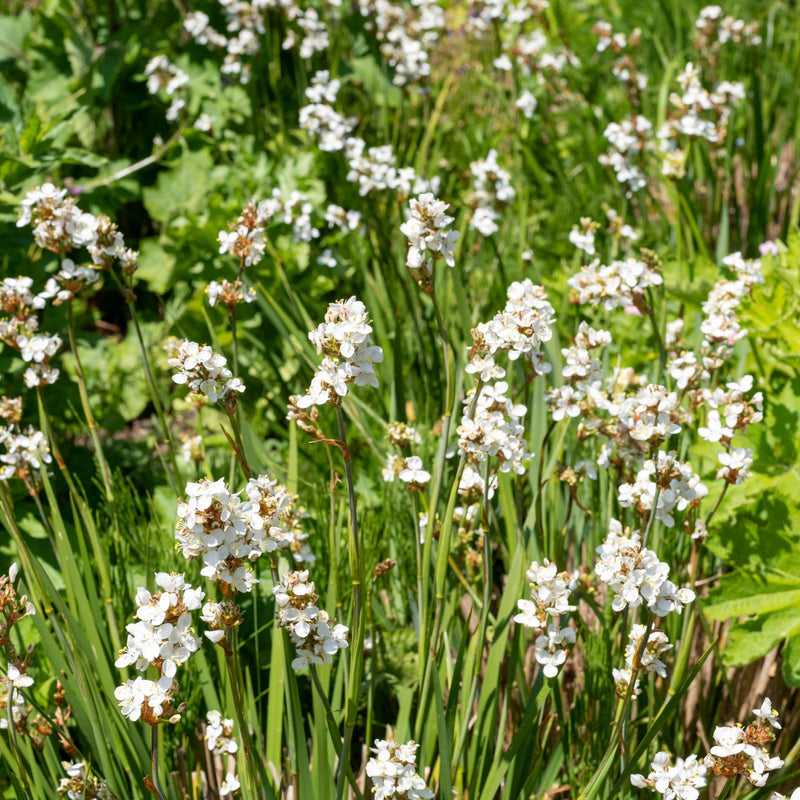 Libertia formosa 9cm/2L -