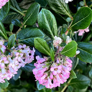 Escallonia 'Apple Blossom' 9cm - Home & Garden > Plants > Indoor & Outdoor Plants > Bushes & Shrubs > Shrubs