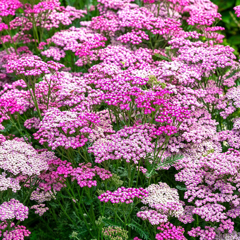 Achillea 'Summer Berries' 3L -