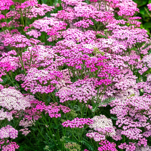 Achillea 'Summer Berries' 3L -