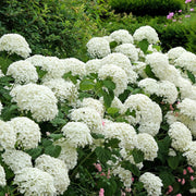 Hydrangea arborescens 'Incrediball' / 'Strong Annabelle' 3L / 5L / 7.5L / 10L / 20L -