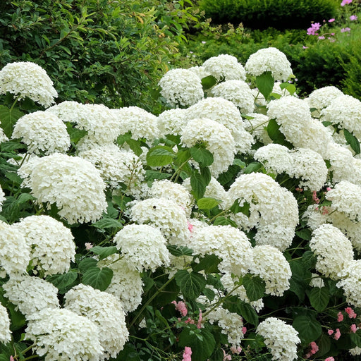 Hydrangea arborescens 'Incrediball' / 'Strong Annabelle' 3L / 5L / 7.5L / 10L / 20L -