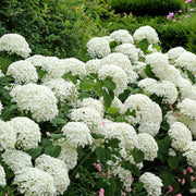 Dwarf Hydrangea arborescens BellaRagazza 'Blanchetta' 3L -