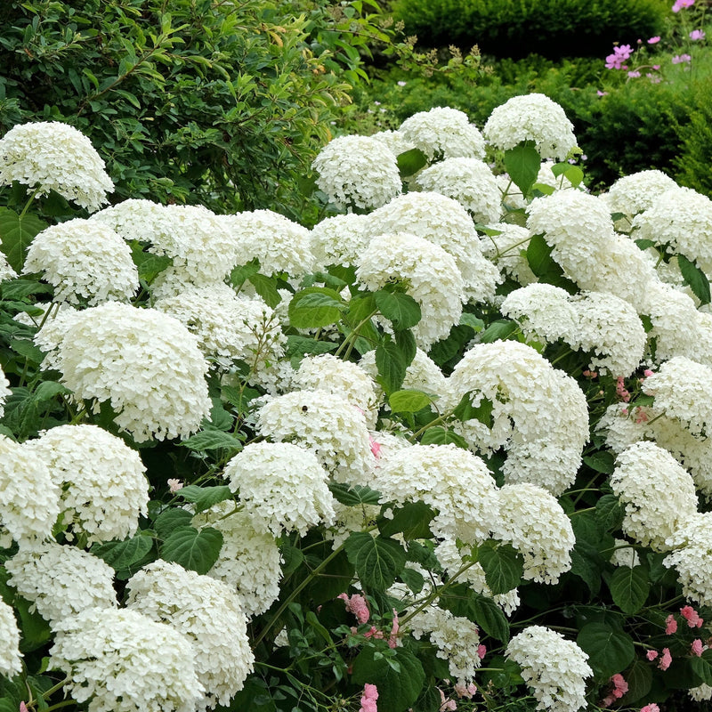 Dwarf Hydrangea arborescens BellaRagazza 'Blanchetta' 3L -