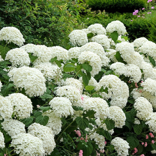 Dwarf Hydrangea arborescens BellaRagazza 'Blanchetta' 3L -