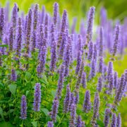 AGASTACHE foeniculum 'Little Adder' 9cm -