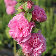 Hollyhock (Alcea) plena 'Chater's Rose' 9cm/1.5L -