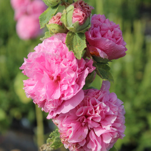 Hollyhock (Alcea) plena 'Chater's Rose' 9cm/1.5L -