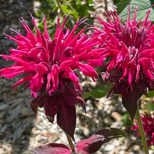 Monarda didmya Red Shades 9cm -