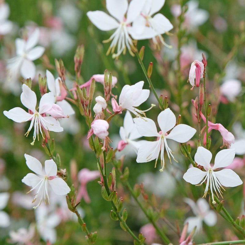 Gaura lindheimeri White 9cm / 2L -