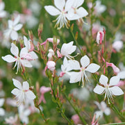 Gaura lindheimeri White 9cm -