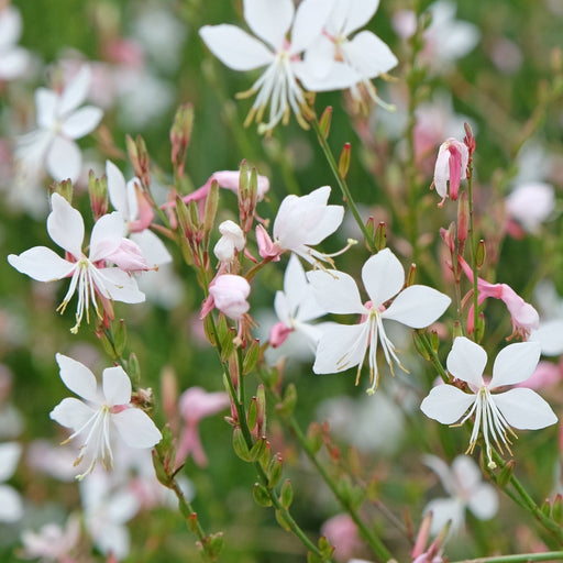 Gaura lindheimeri White 9cm -