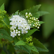 Spiraea japonica 'Albiflora' 2L -