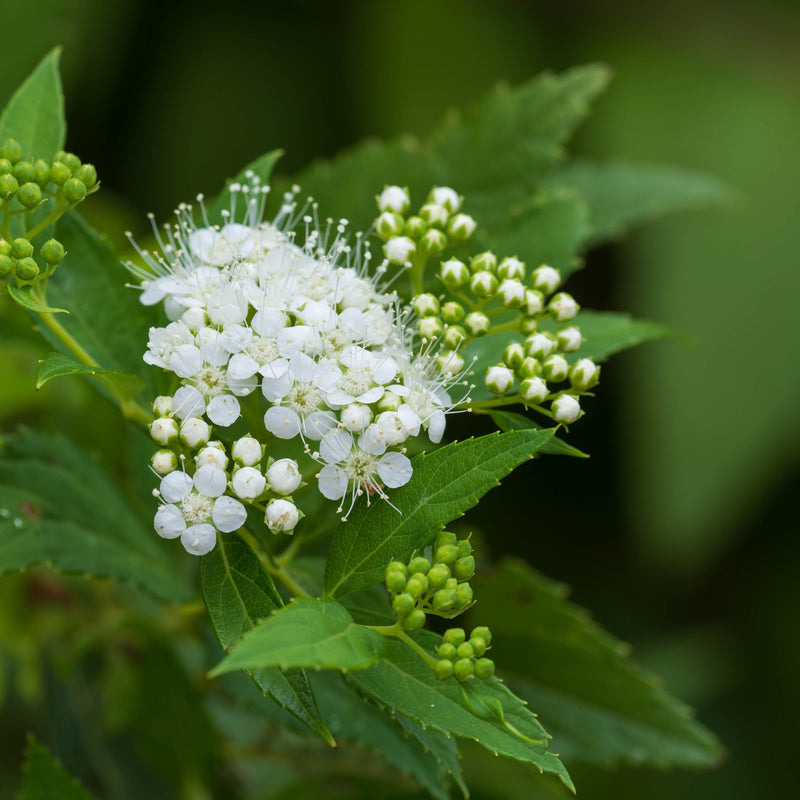 Spiraea japonica 'Albiflora' 2L -
