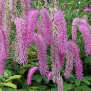 Sanguisorba Pink Brushes 2L -