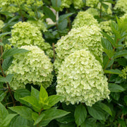 Hydrangea paniculata 'Little Spooky' 9cm / 5L -