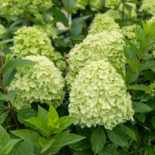 Hydrangea paniculata 'Little Spooky' 9cm / 5L -