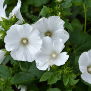 Lavatera 'Marshmallow Ice White' 9cm (PRE ORDER WEEK 30 2025) -