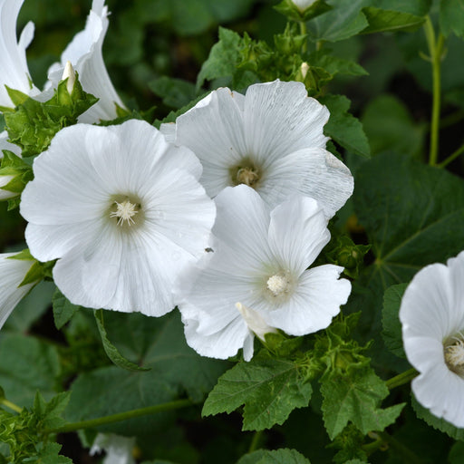 Lavatera 'Marshmallow Ice White' 9cm (PRE ORDER WEEK 30 2025) -