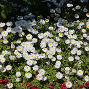 Aster ageratoides 'Starshine' 9cm -