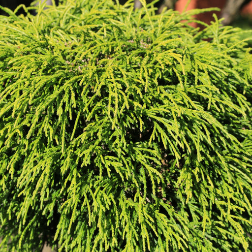 Chamaecyparis pisifera 'Filifera Nana' 2L (30-40cm inc. pot) - Home & Garden > Plants > Indoor & Outdoor Plants > Landscaping & Garden Plants > Garden Plants