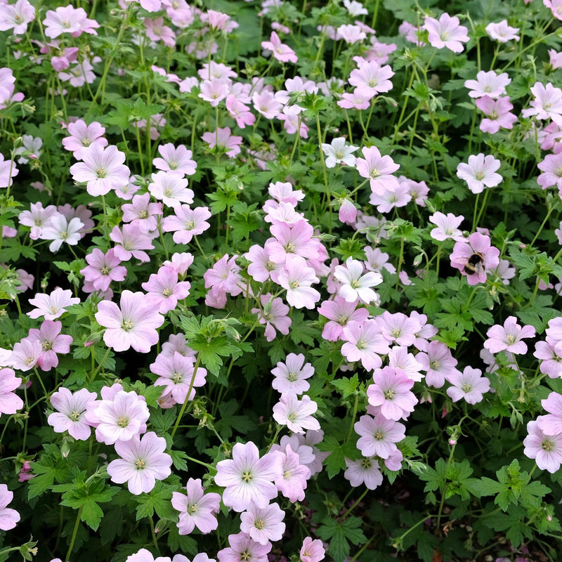 Geranium 'Dreamland' 9cm/2L -