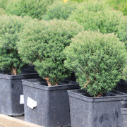 Thuja occidentalis 'Teddy' 9cm -