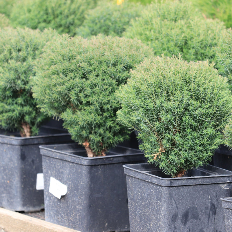 Thuja occidentalis 'Teddy' 9cm -