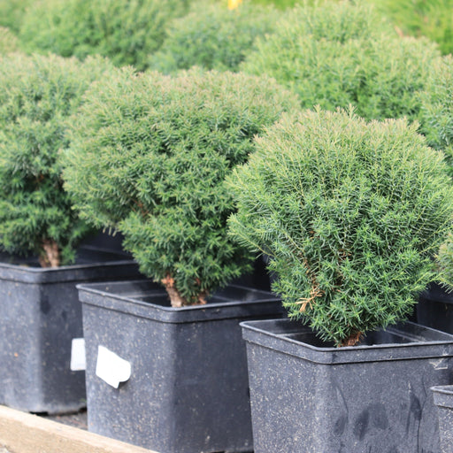 Thuja occidentalis 'Teddy' 9cm -
