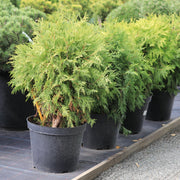 Thuja occidentalis 'Golden Globe' 9cm / 2L - Home & Garden