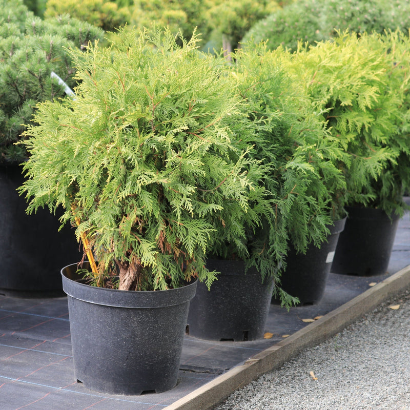 Thuja occidentalis 'Golden Globe' 9cm / 2L - Home & Garden