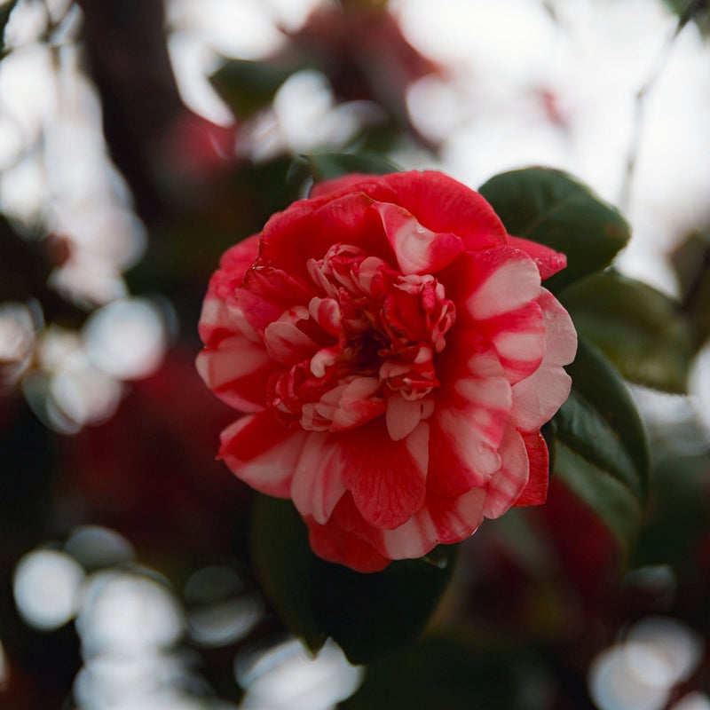 Camellia japonica 'Princess Bacchiocci' 40-50cm -