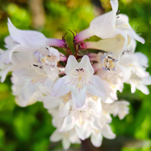 Penstemon 'Snow Storm' 9cm -