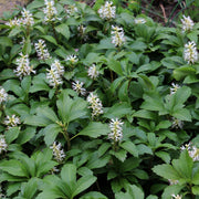 Pachysandra terminalis 9cm / 2L -