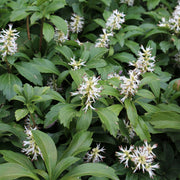 Pachysandra terminalis 9cm / 2L -